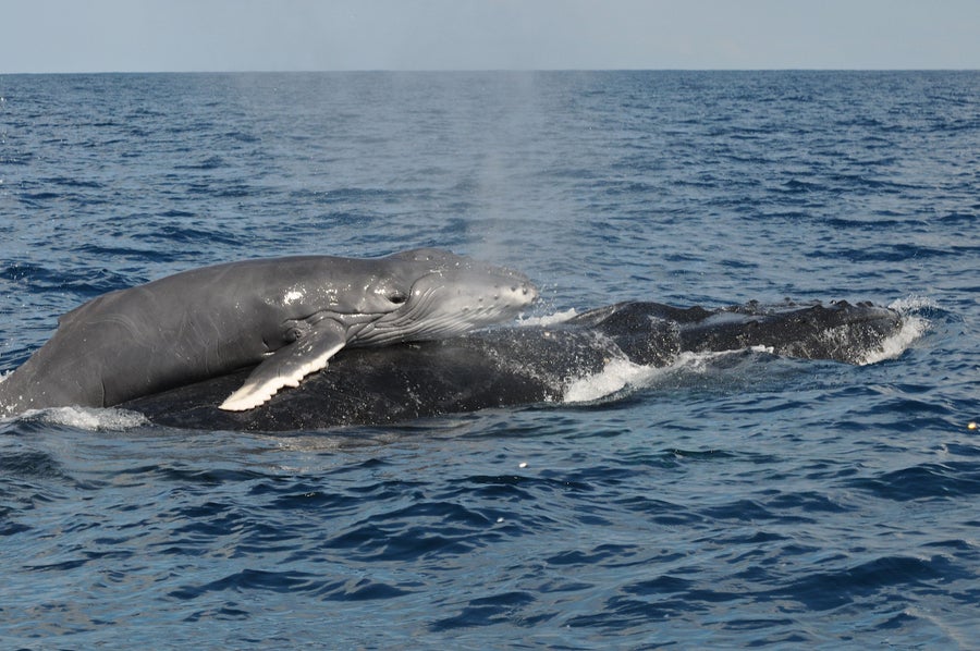 newborn humpback whale resting on mother's back in ocean