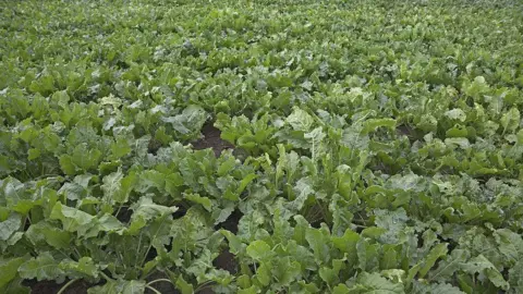 Getty Images A field of sugar beet