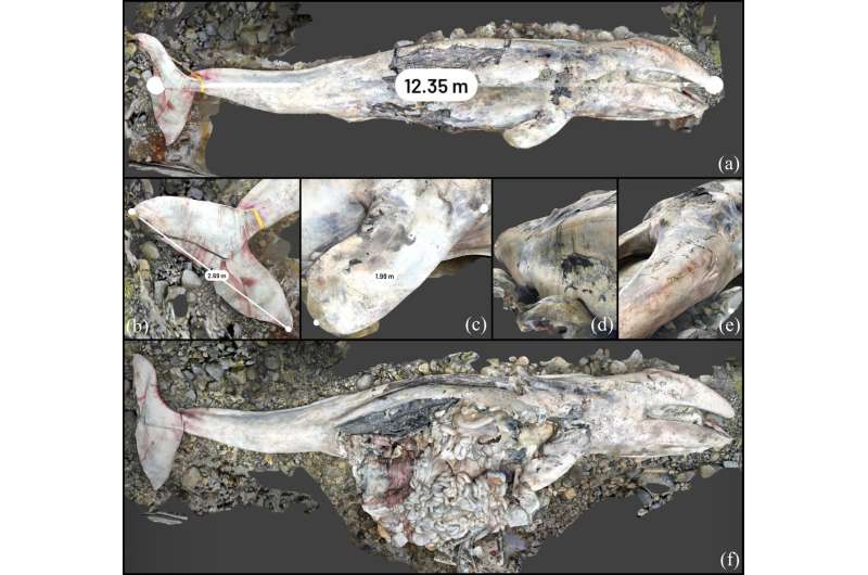 How one researcher equipped with a smartphone is creating detailed reports on the insides of stranded sea creatures