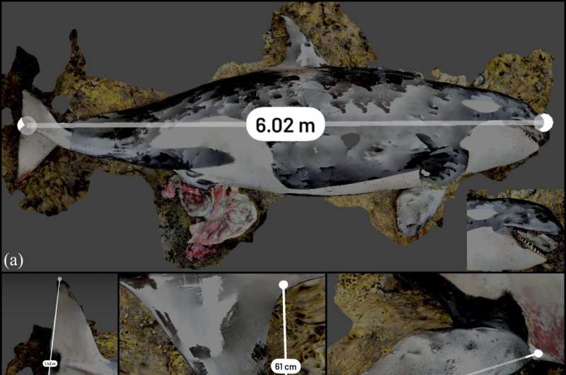 How one researcher equipped with a smartphone is creating detailed reports on the insides of stranded sea creatures