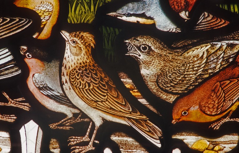 A detail depicting birds from Gilbert White's books, from a stained glass widow in St Mary's church in Selbourne, Hampshire.