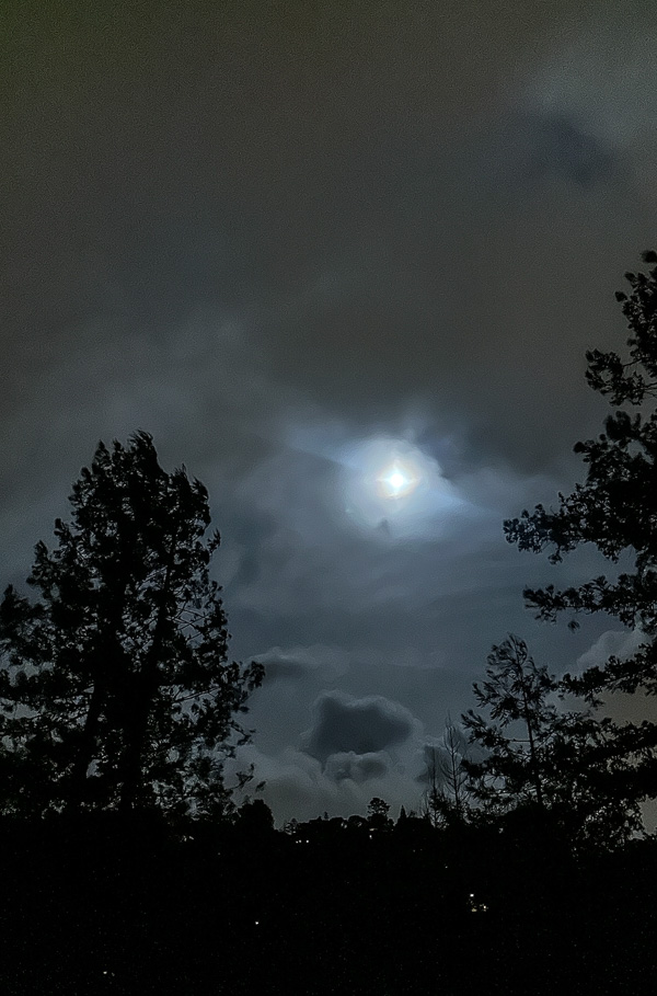 My Everyday Life Week 01 of 2026- Tracy Benjamin of Shutterbean.com